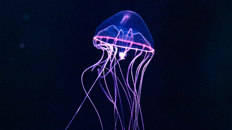  Una de las características más curiosas que posee la fauna abisal es la bioluminiscencia.