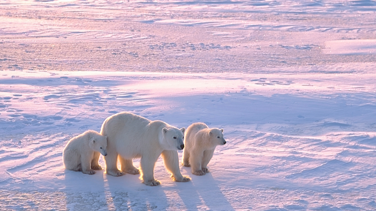 O urso polar é o único superpredador do Ártico e uma das espécies endêmicas mais conhecidas.