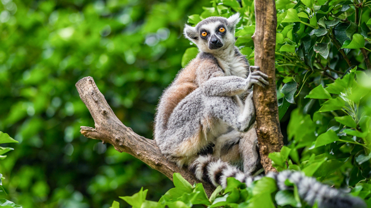 Lemur (Lemuroidea).