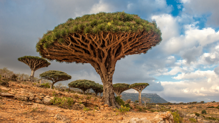 Dragoeiro (Dracaena draco).