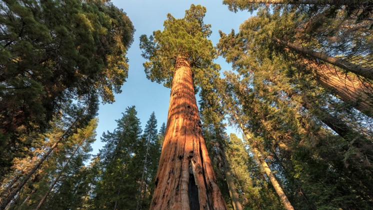 Red sequoia (Sequoia sempervirens).
