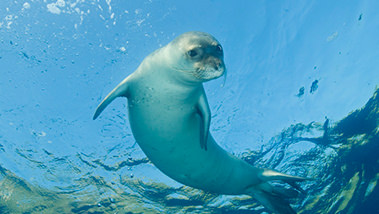 Climate change is accelerating the sixth extinction