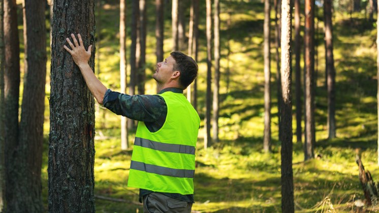 Gestión forestal