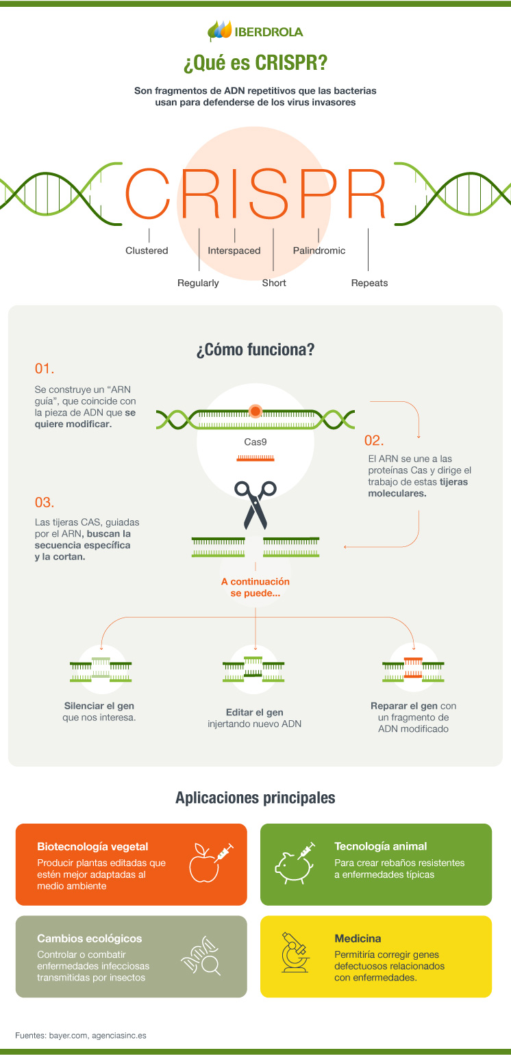 Qué es CRISPR y cómo funciona