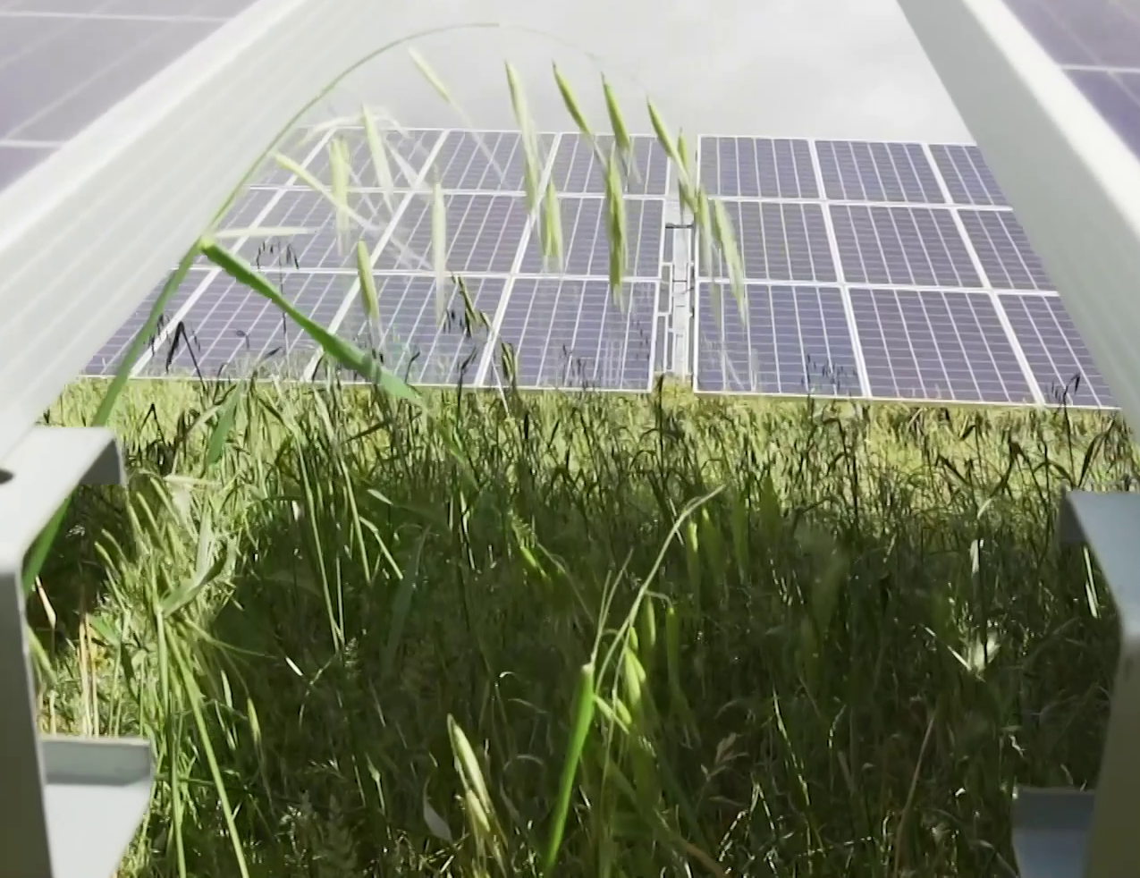 Planta solar de Iberdrola.