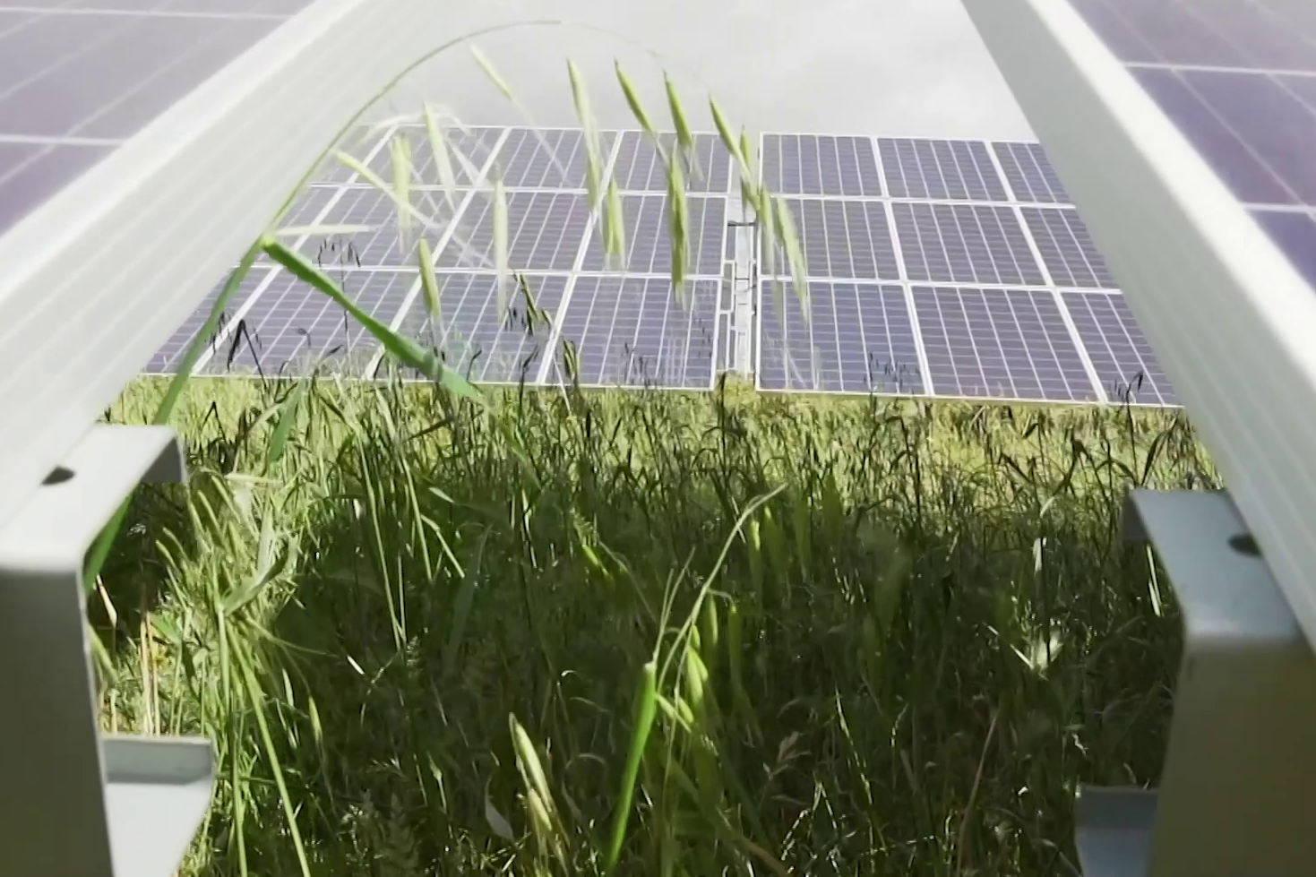 Planta solar de Iberdrola.