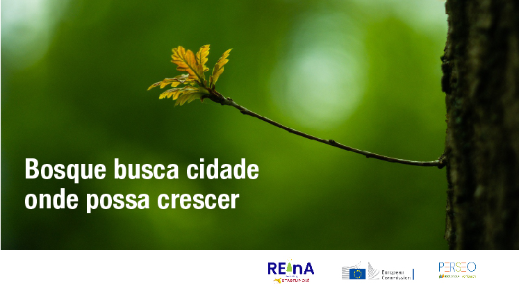 Bosque busca cidade