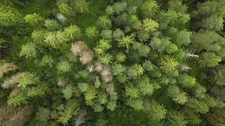 Día Internacional de los Bosques