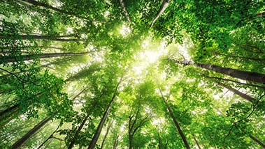 We take care of our forests to protect the planet