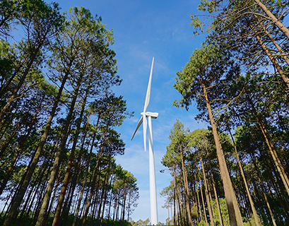 Iberdrola se compromete con la plantación de 20 millones de árboles hasta 2030