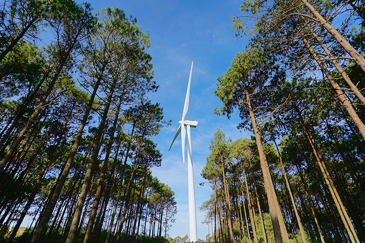 Iberdrola se compromete con la plantación de 20 millones de árboles hasta 2030