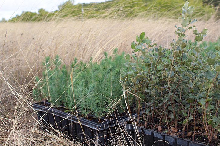 Iberdrola has planted nearly 80,000 trees and plants around its photovoltaic plants in Spain.