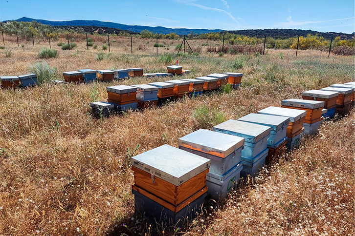 Honeycombs in the field