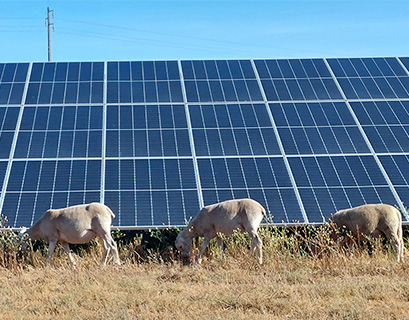 Pastoreio de ovelhas no parque fotovoltaico de Algeruz, em Portugal.