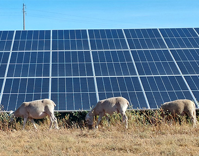 Sheep grazing at the Algeruz plant in Portugal.