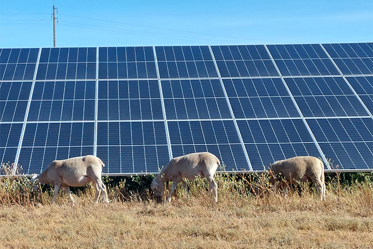 Sheep grazing at the Algeruz plant in Portugal.