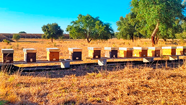 Facilitamos a apicultura em nossas usinas fotovoltaicas