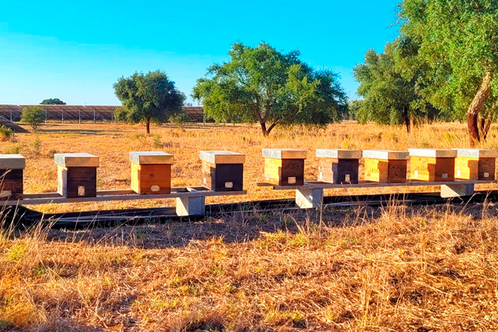 Installation of beehives at the Algeruz II photovoltaic plant