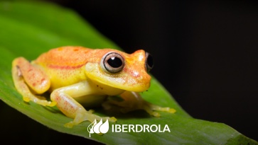 Recently Extinct Animals and Causes - Iberdrola