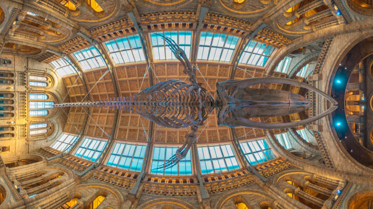 The London Natural History Museum (UK).