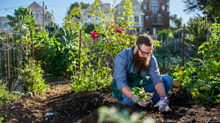 Hortalizas orgánicas que crecen en el suelo concepto de jardinería