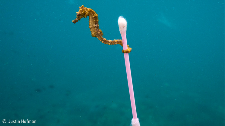 'Sewage Surfer', Justin Hofman (USA), finalist for the Wildlife Photojournalist Award.