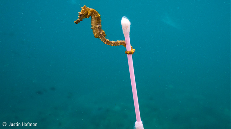 'Sewage Surfer', Justin Hofman (Estados Unidos), finalista en la categoría Fotoperiodismo.