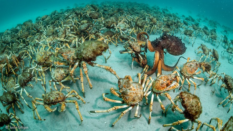 'Crab surprise', Justin Gilligan (Australia), ganador categoría Invertebrados.