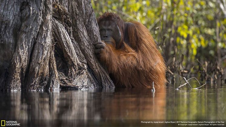 'Face to face in a river in Borneo', Jayaprakash Joghee Bojan, ganador de la categoría Fauna, 2017 National Geographic Nature Photographer of the Year.