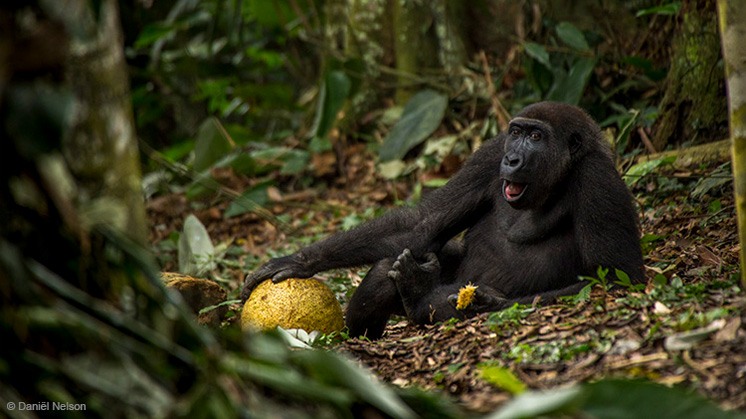 'The good life', Daniël Nelson (Holanda), jovem Wildlife Photographer of the Year.