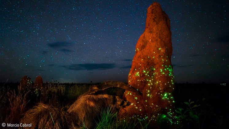 'The night raider', Marcio Cabral (Brasil), Animals in their environment category winner.