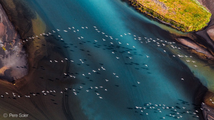 'The great migration', Pere Soler (España), ganador de la categoría Aves, NPOTY 2017.