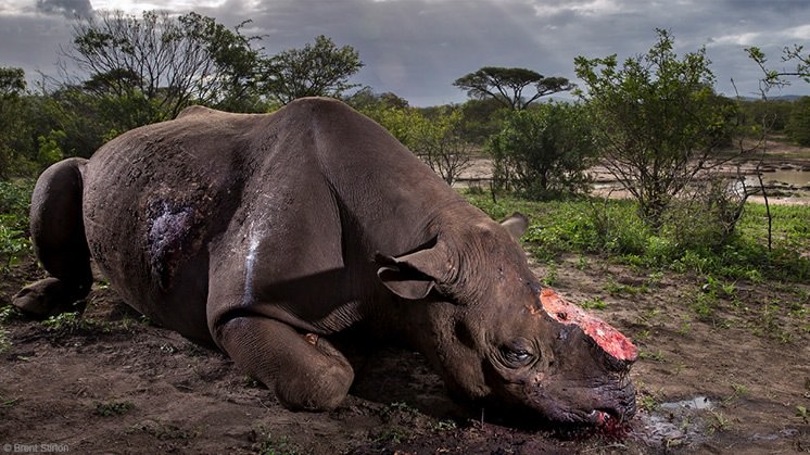 'Memorial to a species', Brent Stirton (África do Sul), vencedor do título Wildlife Photographer of the Year 2017 (WPY).