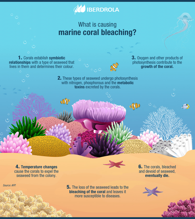 II. Understanding the Significance of Coral Reefs