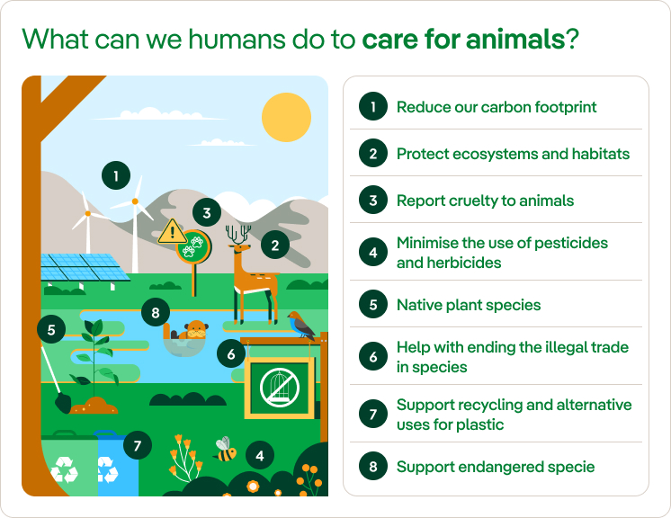 What can we humans do to care for animals?