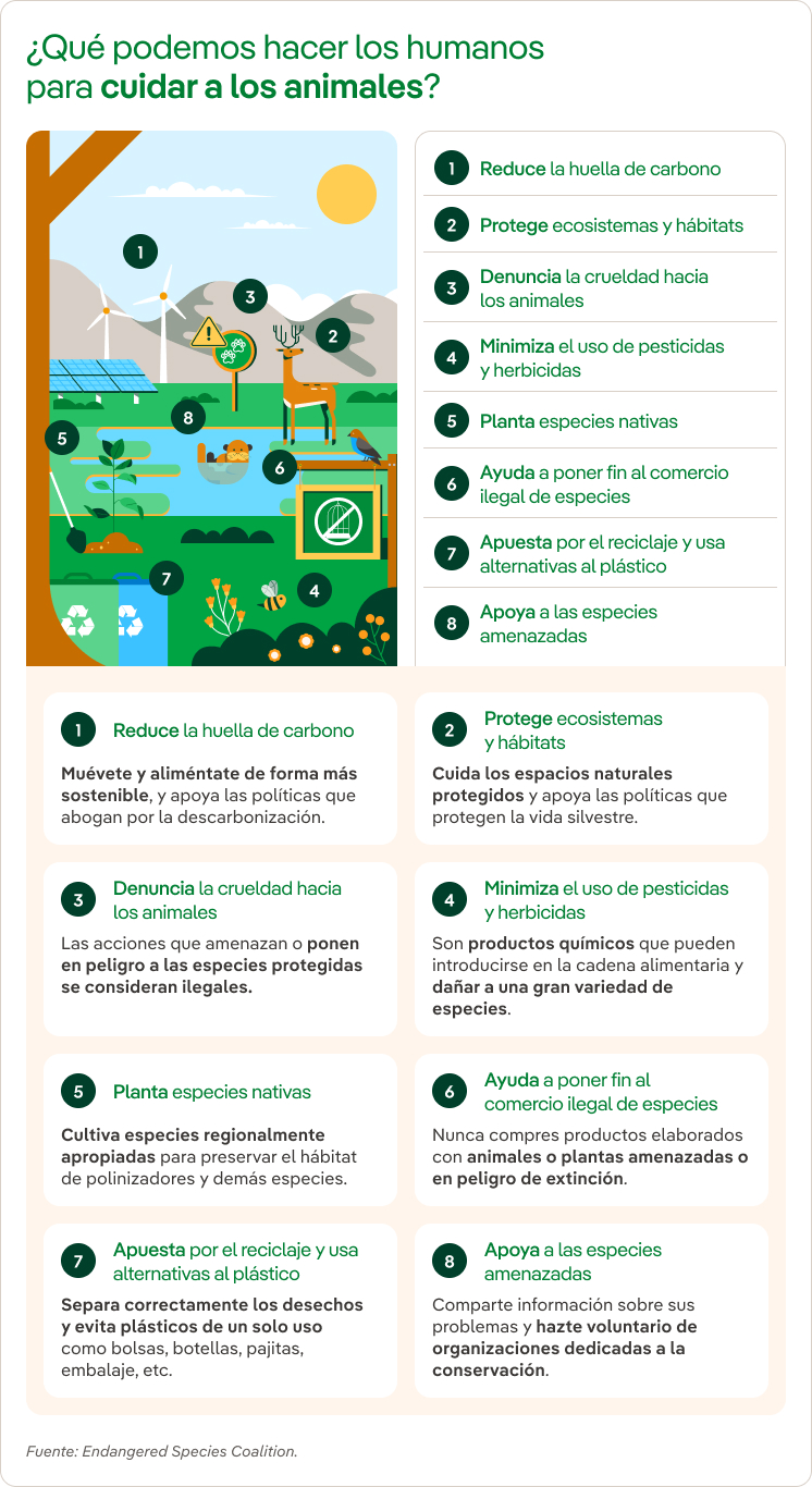 ¿Qué podemos hacer los humanos para cuidar a los animales?