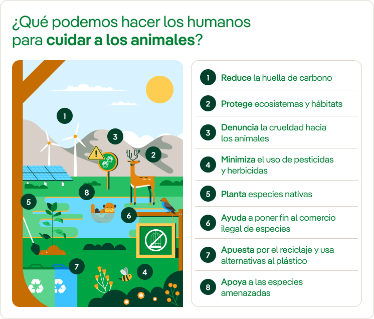¿Qué podemos hacer los humanos para cuidar a los animales?