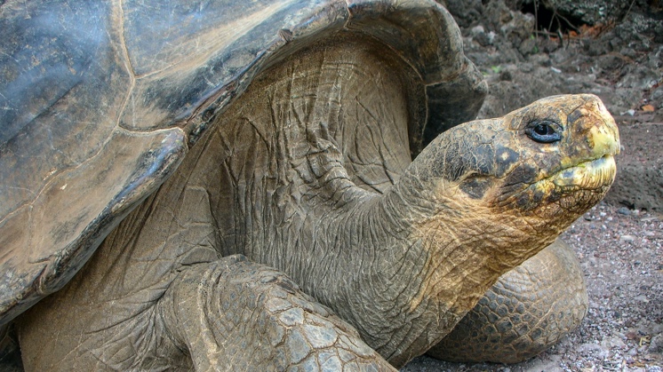 Dez animais extintos nos últimos 100 anos graças aos humanos, Biodiversidade