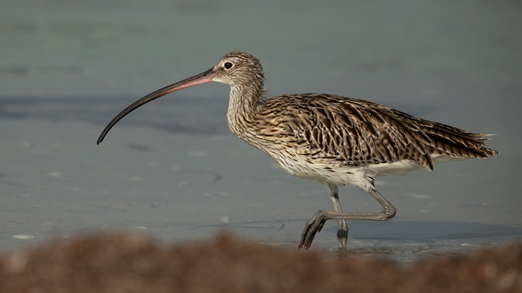 Maçarico-de-bico-fino (Numenius tenuirostris)