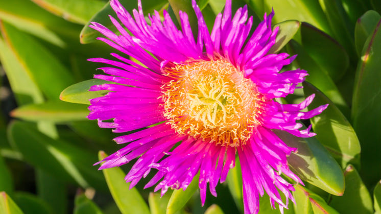 Carpobrotus edulis