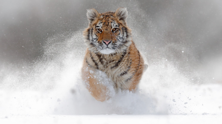 The Siberian tiger is one of the animals saved from extinction by environmental conservationism.