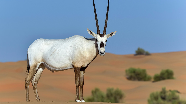 The Arabian Oryx is one of the animals saved from extinction by environmental conservationism.