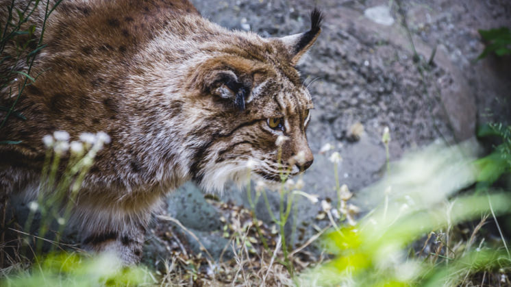 The Iberian lynx is one of the animals saved from extinction by environmental conservationism.