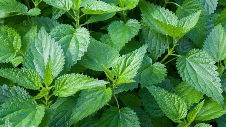 Stinging nettle (Urtica dioica).