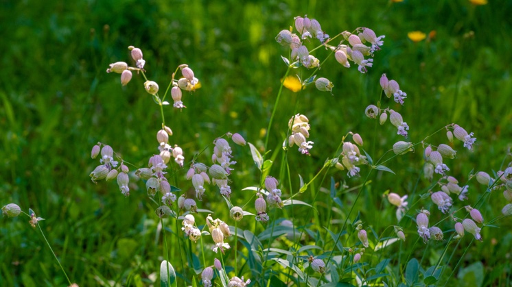 Bladder campion (Silene vulgaris).