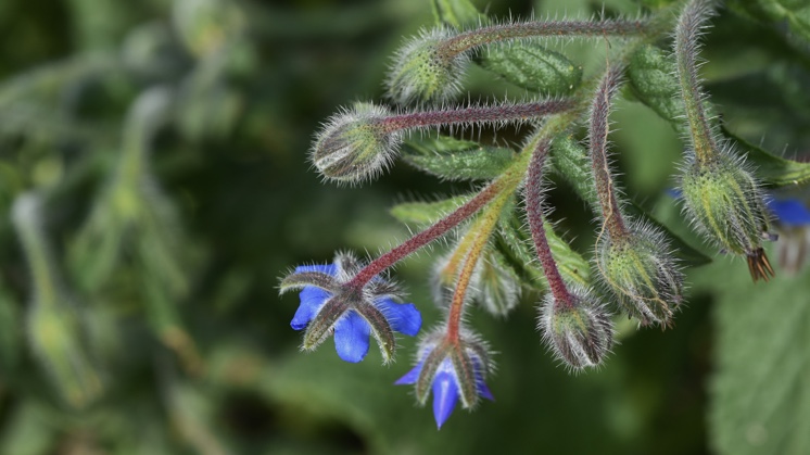 Borragem (Borago officinalis).