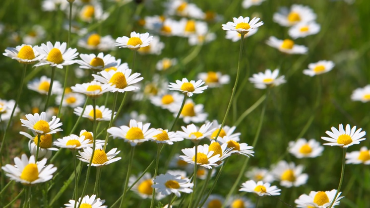 Corn chamomile (Anthemis arvensis).