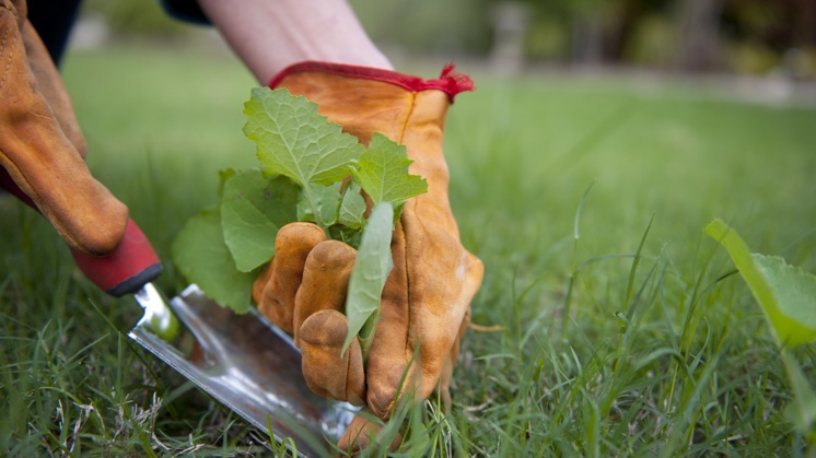 Las malas hierbas son muy competitivas y, en algunos casos, pueden disminuir el rendimiento de otras plantas o cultivos.