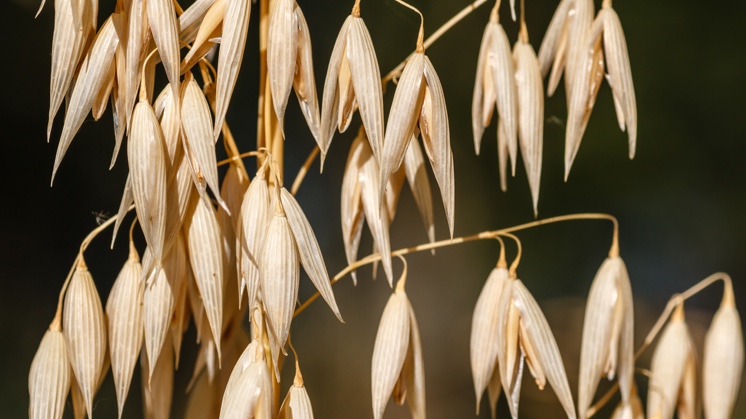 Common wild oat (Avena fatua).