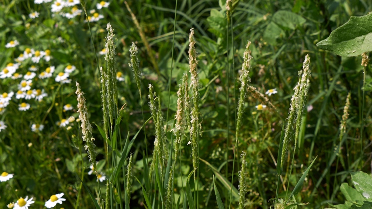 Rabo-de-raposa (Alopecurus myosuroides).